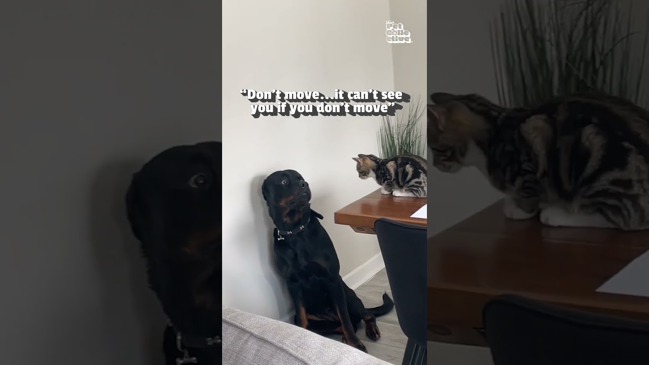 Rottweiler Is Terrified of Small Kitten