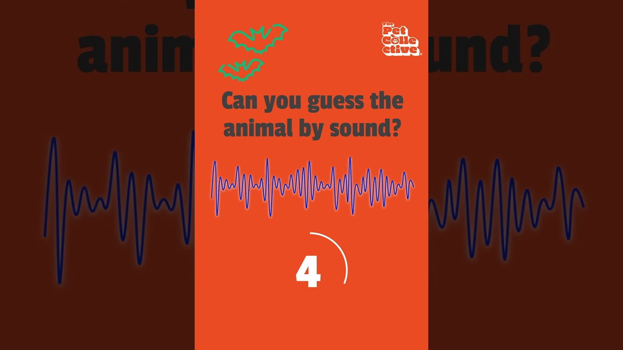 Guess what animal is making this sound! 🗣️ #Animals #Sound