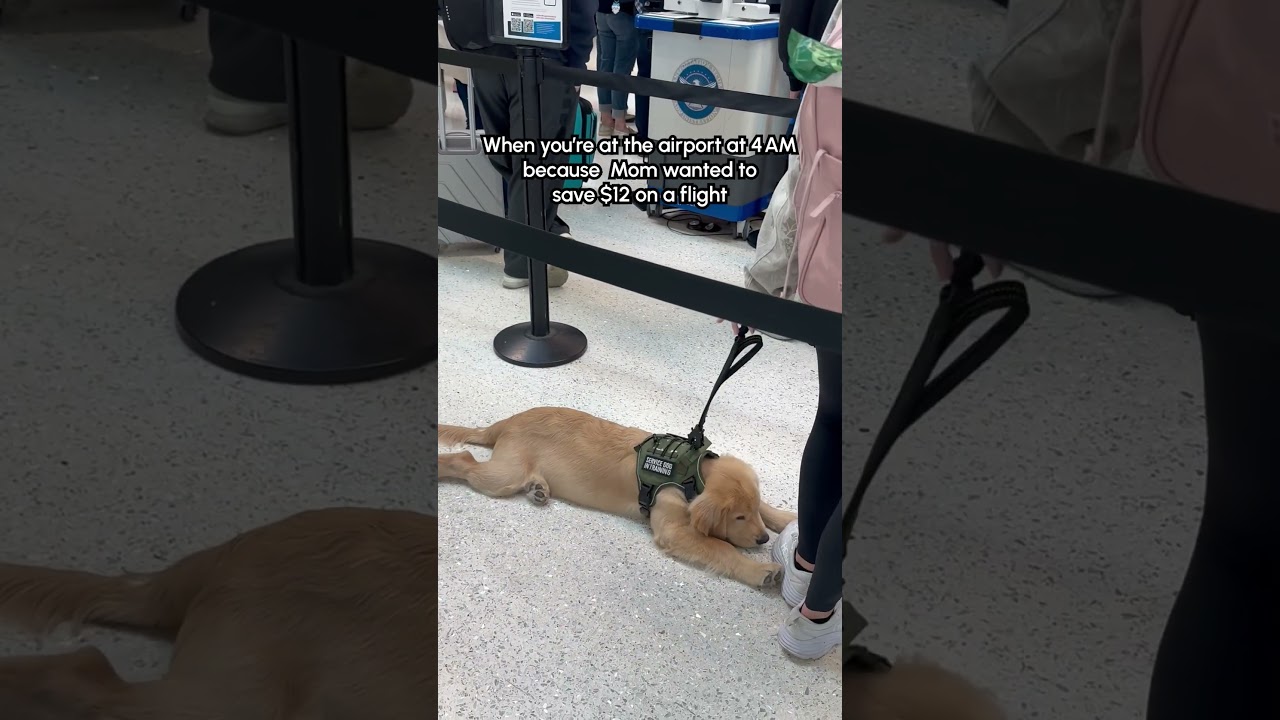 Sleepy Service Dog In Training Refuses To Stand In Airport Line