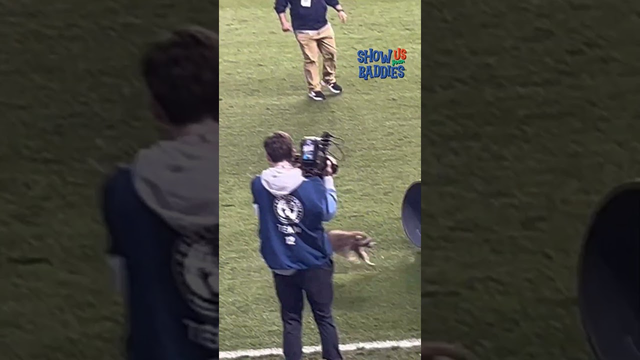 They Just Wanted to Play Too! 🐈🐶 #BadDog #Funny #SportsFail
