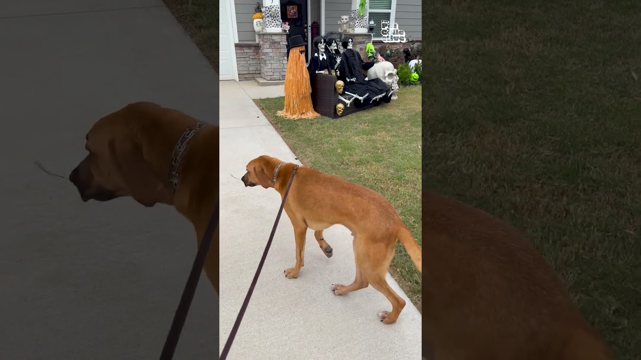 Sweet Dog Thinks Skeletons Are People And Wants To Meet Them