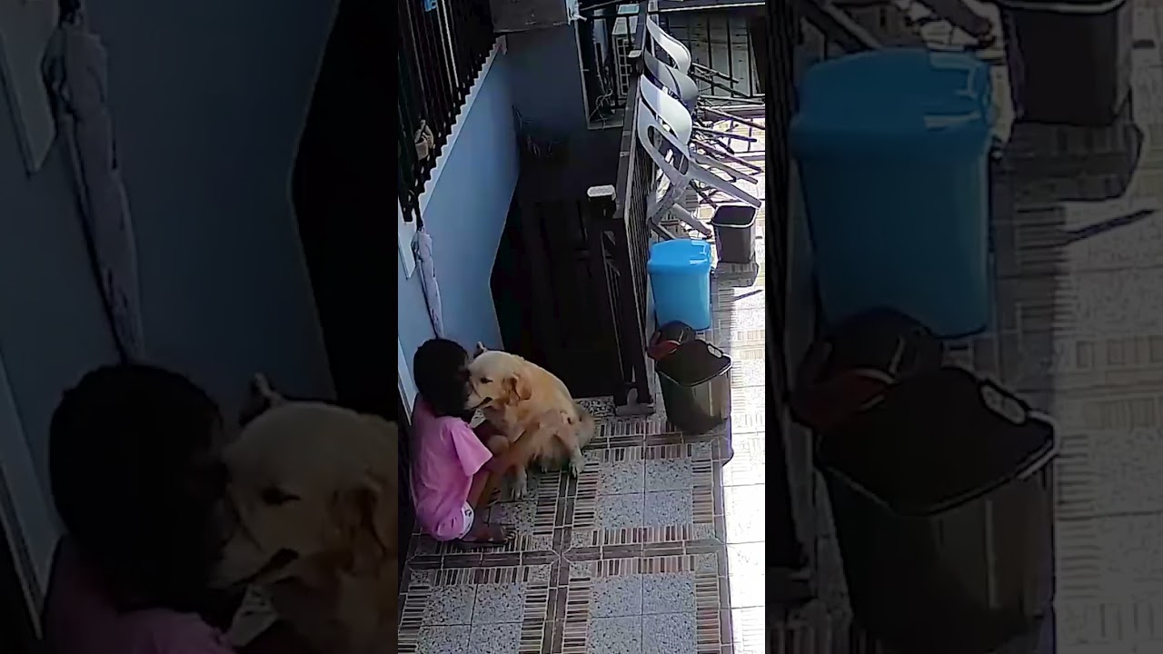 Sweet Golden Retrievers Console Crying Girl