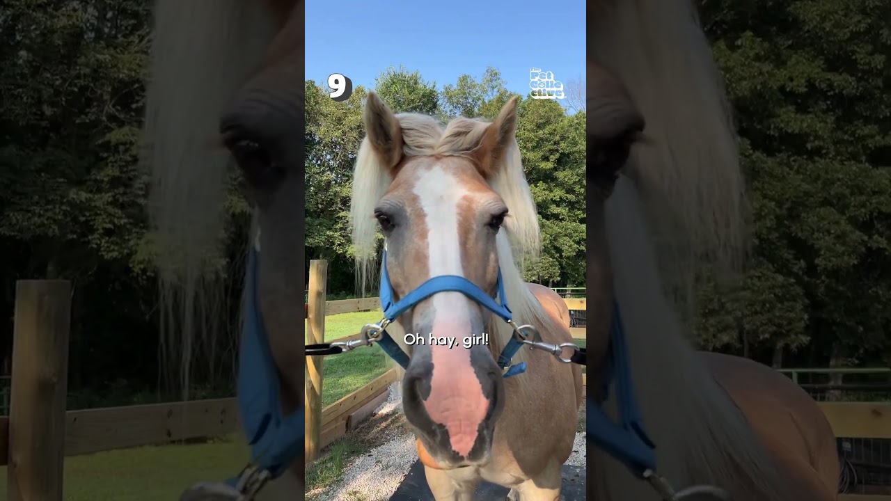The Top 10 Funniest Pet Moments Of The Week!