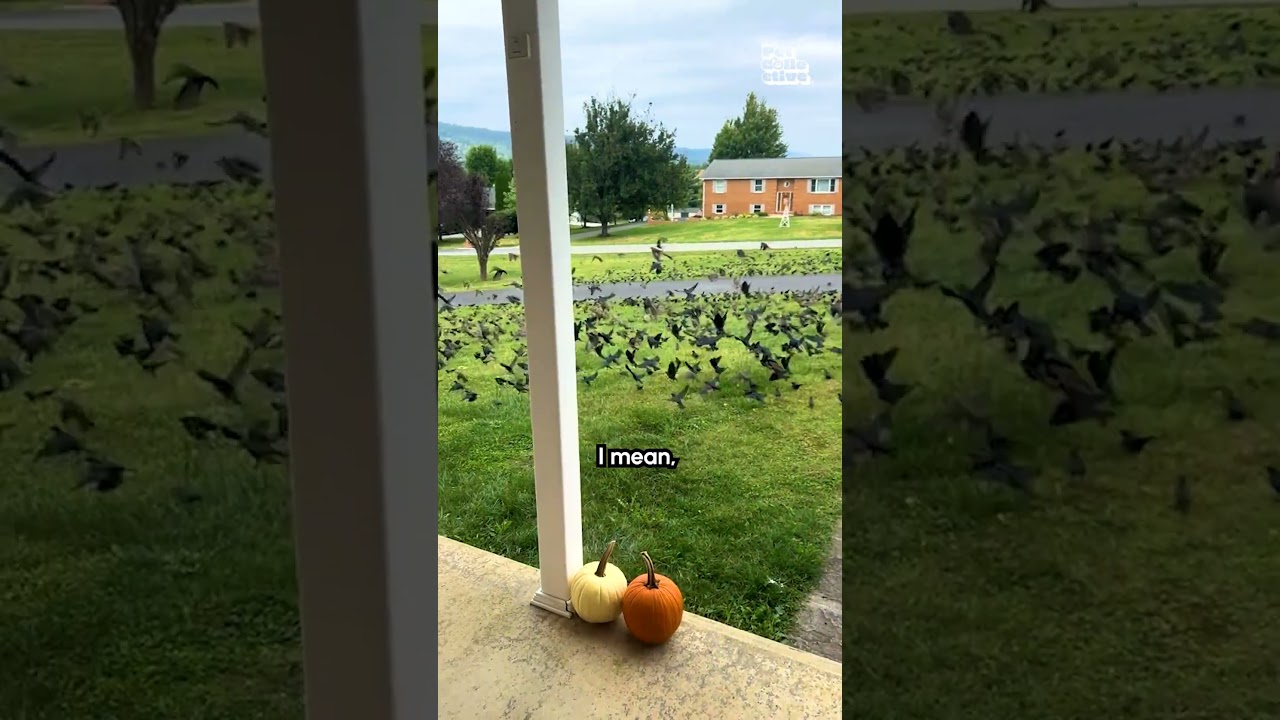 These Birds Won't Let Me Leave My House!! 😰