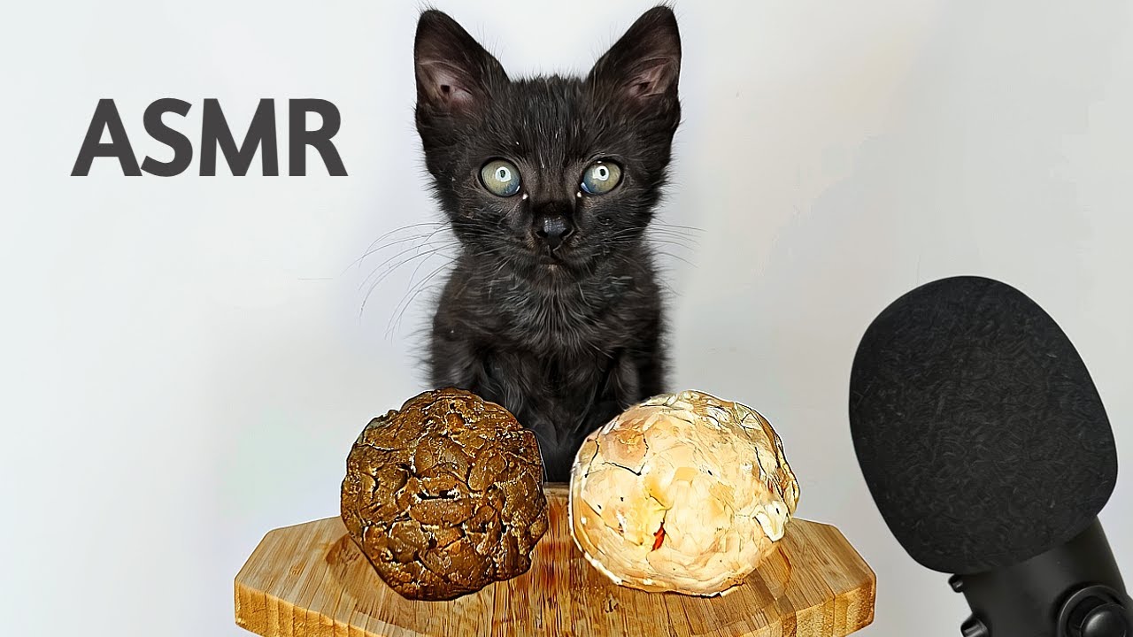 Cute Kitten Eating Two Food Balls ASMR 🐈‍⬛⚽🎙️