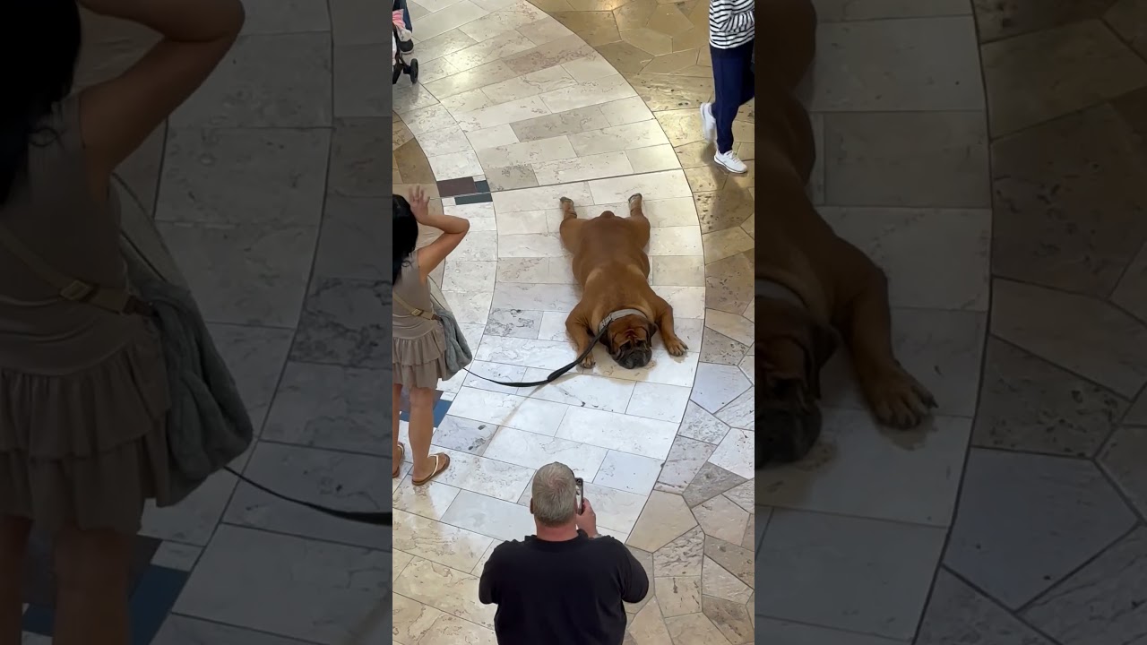 Those cold mall tiles are HEAVENLY! 🤣🐕🛍️ #Dogs #FunnyDog #Shopping