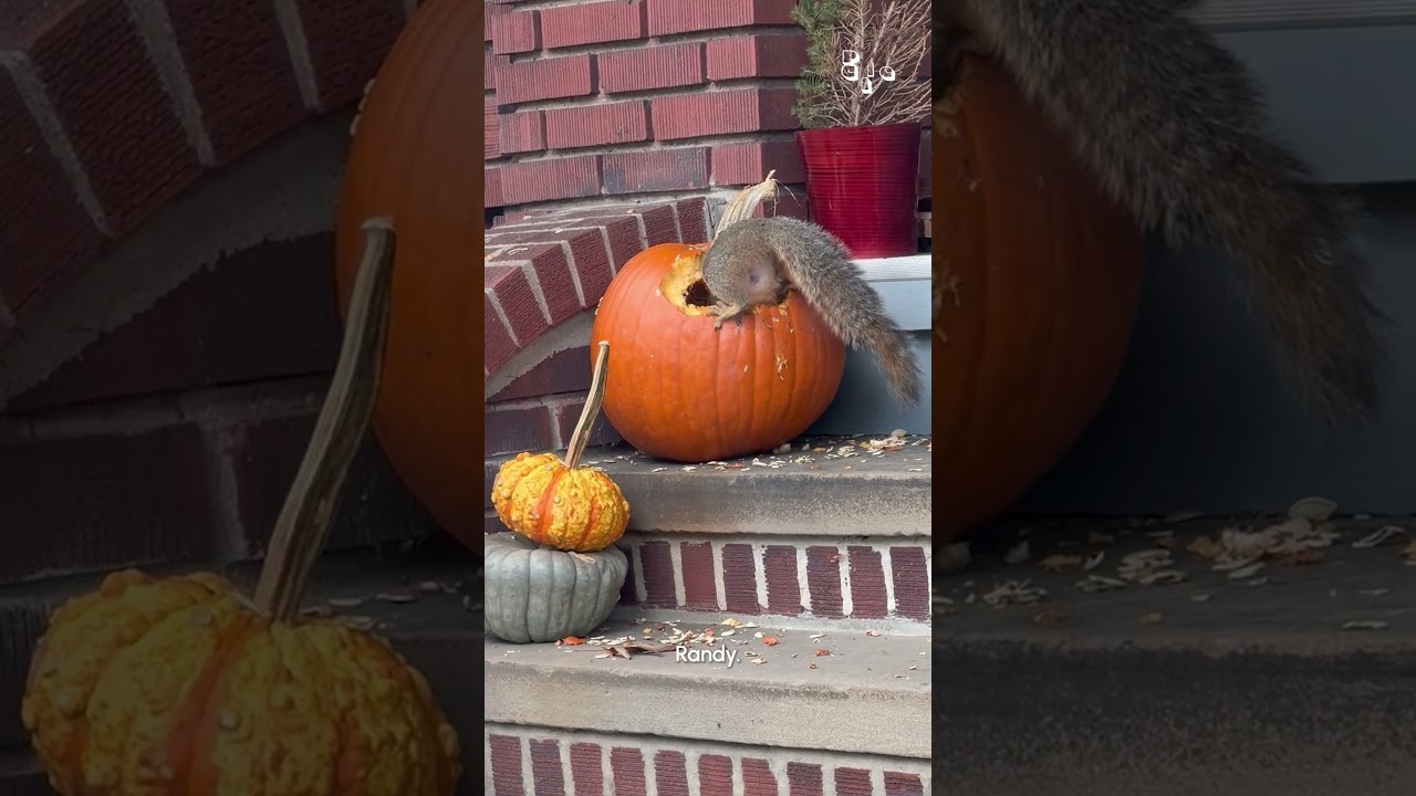 Randy does this every. single. year. 🤣🐿️🎃 (Via - Erin Z.)