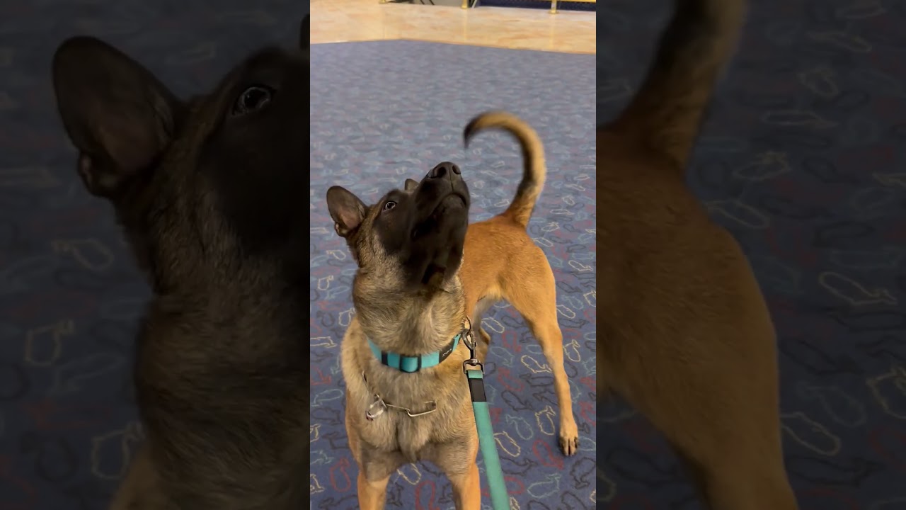 How did a dog get up there?! 🤣🐕 #Dog #GermanShepherd #FunnyDog