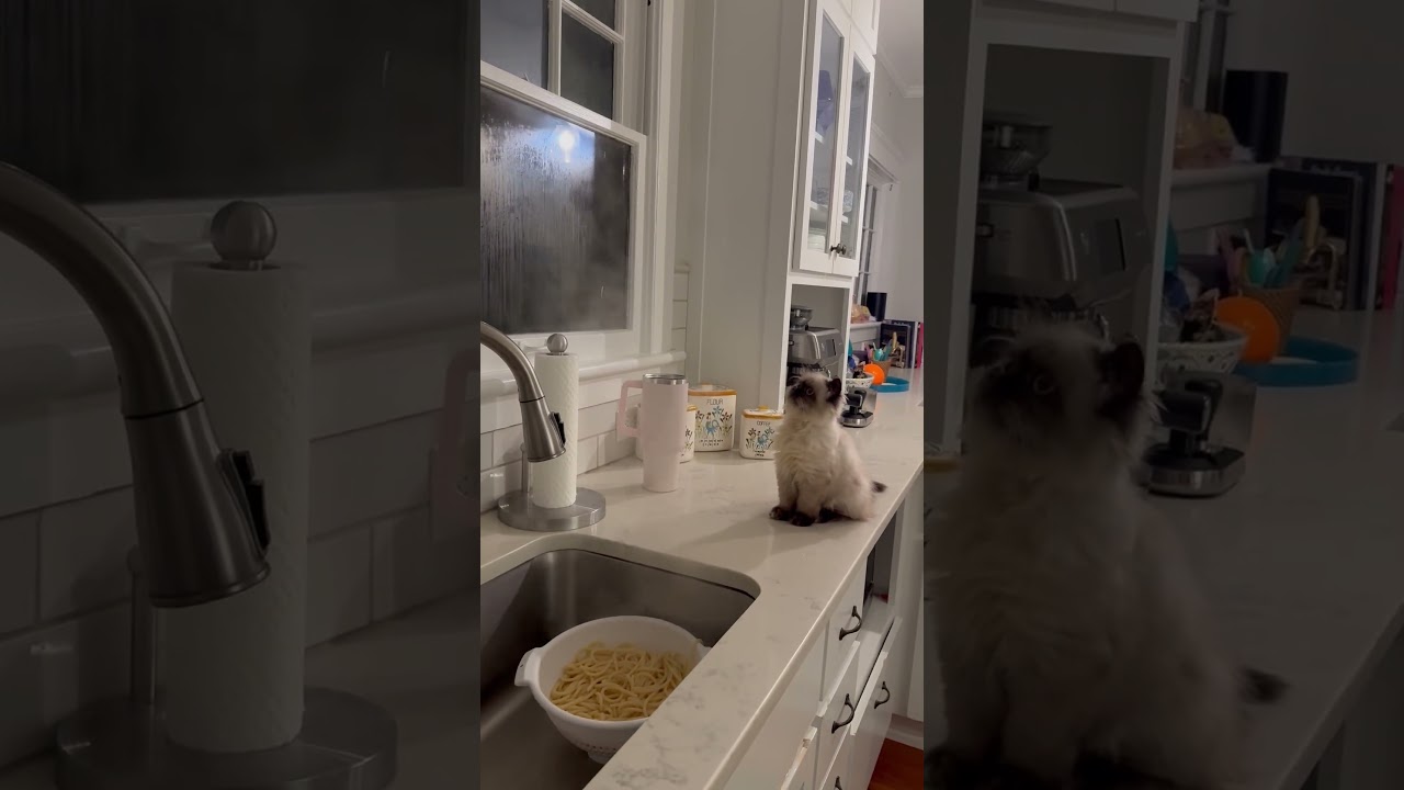 Mister Muffin is receiving smoke signals from da pasta 😹🍝 #Cat #Kitten #Funny #Pasta