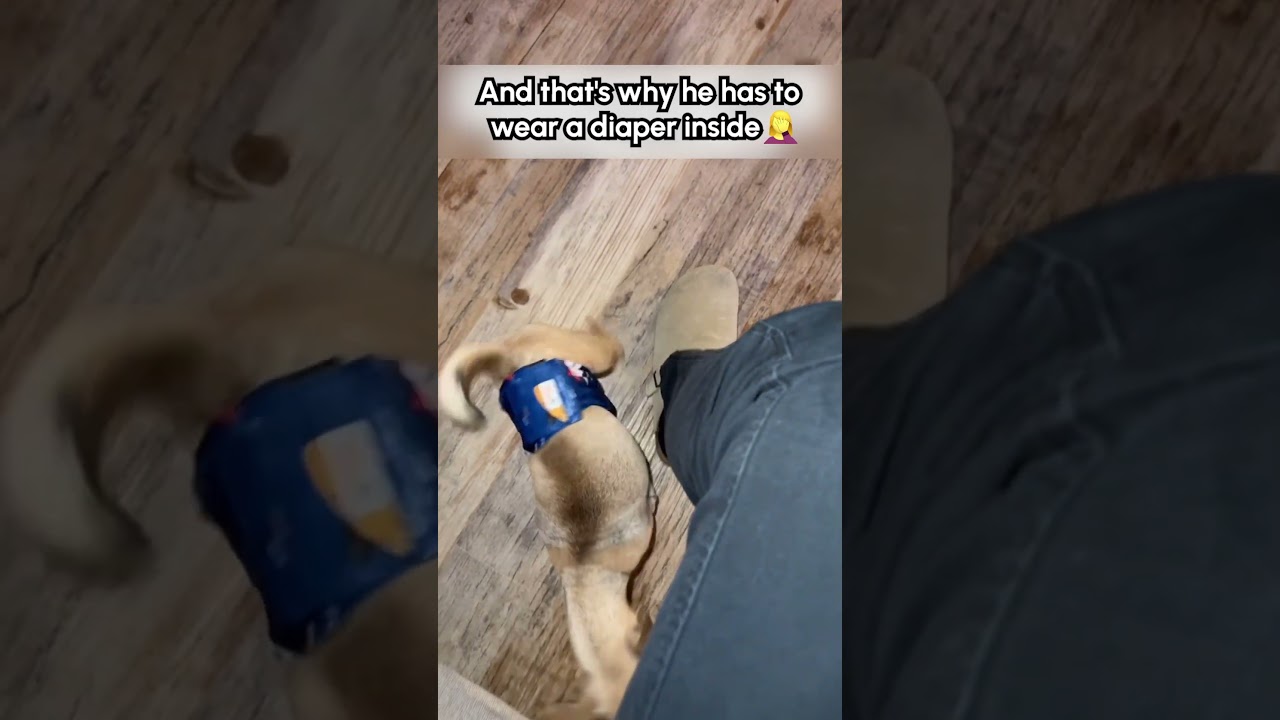 Potty training is not for the weak! 🤣💥😱 #Dog #Chihuahua #PottyTraining