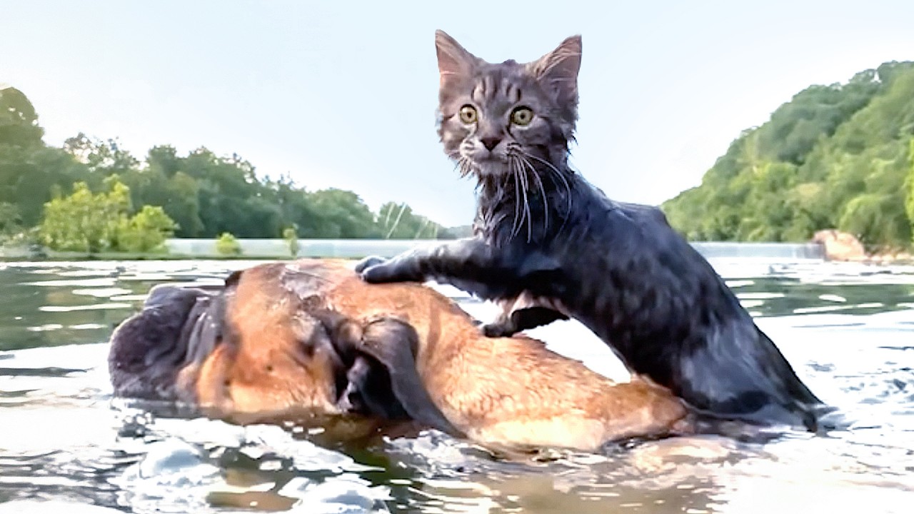 1 Hour of ADORABLE Animal Videos