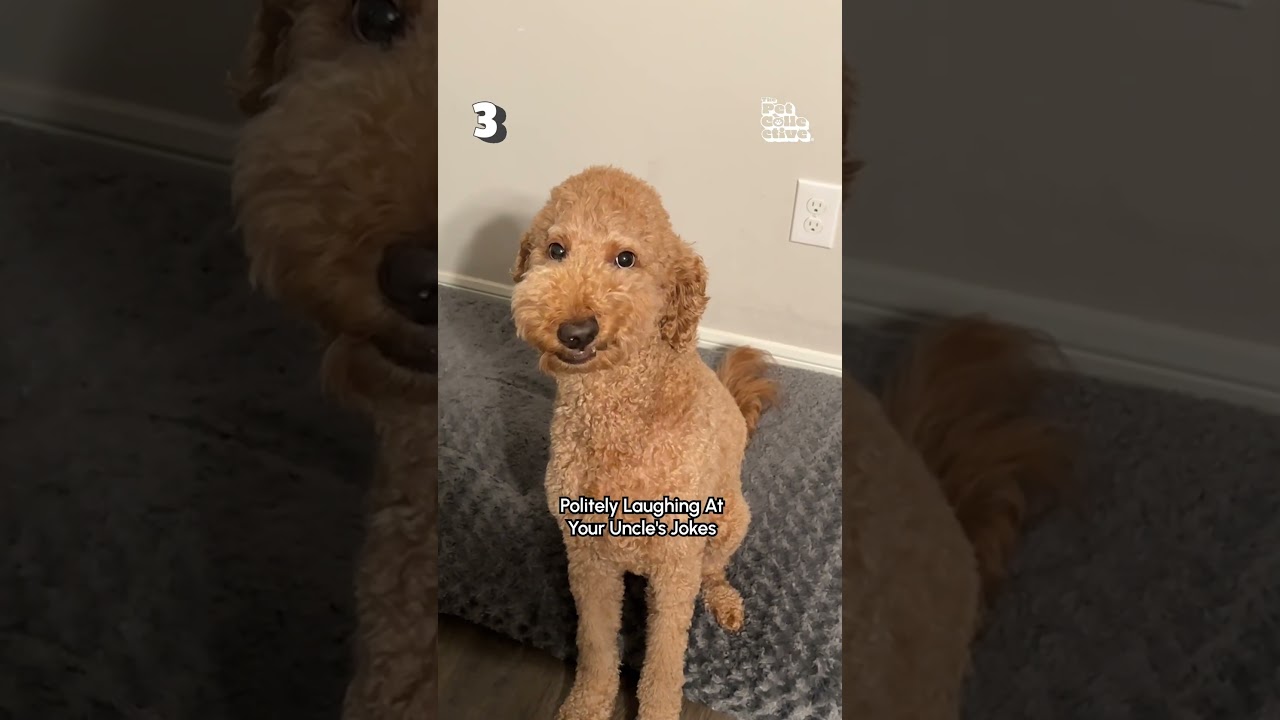 10 Signs Your Pet KNOWS It's Thanksgiving