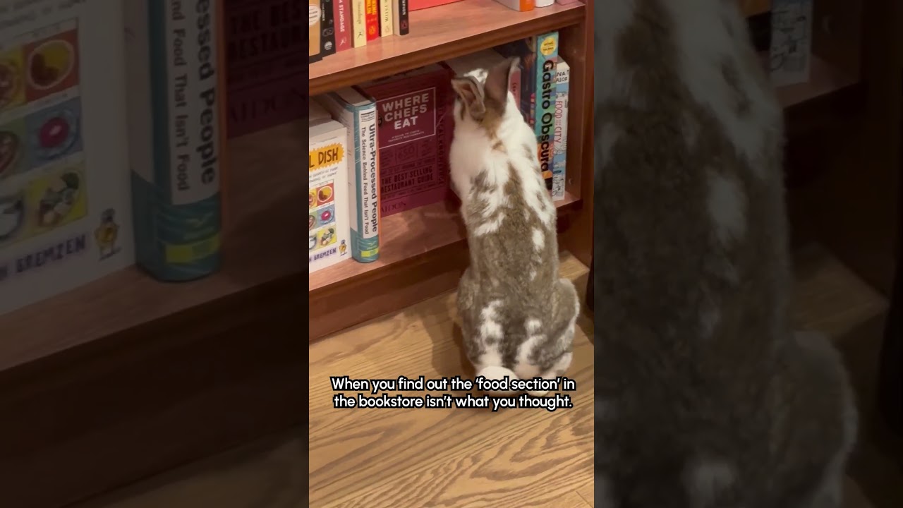 Have you read this one? I absolutely devoured it! 📚🐇👩‍🏫 #Rabbit #Books #Bookstore #Bunny