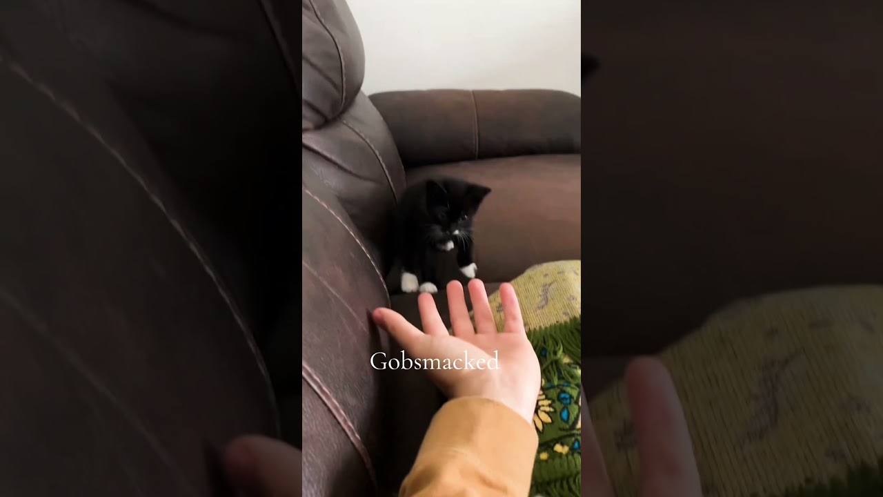 Trying A Magic Trick On My New Kitten 🧙🏻‍♂️