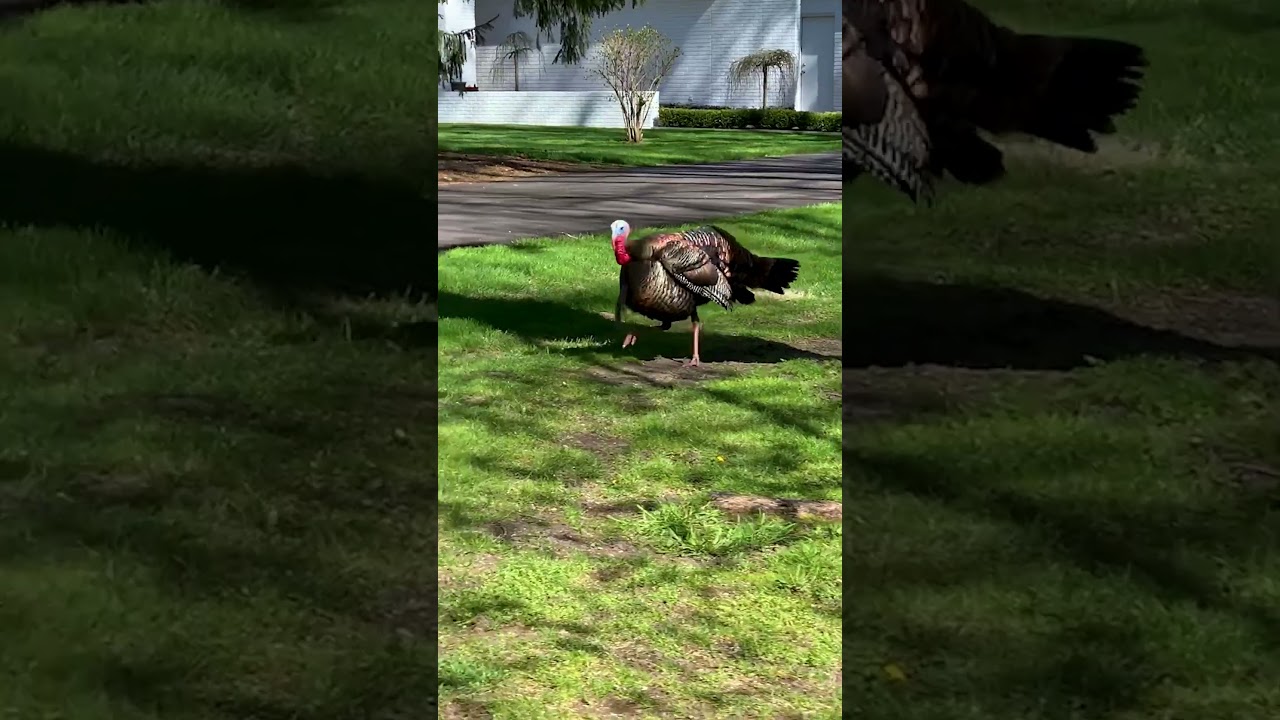 Angry Turkey Chases After Moving Car