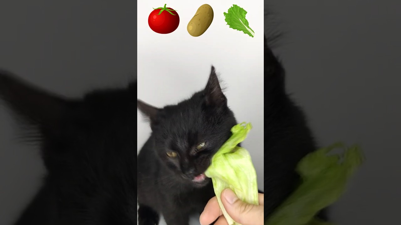 ASMR CAT 🍅🥔🥬#shorts