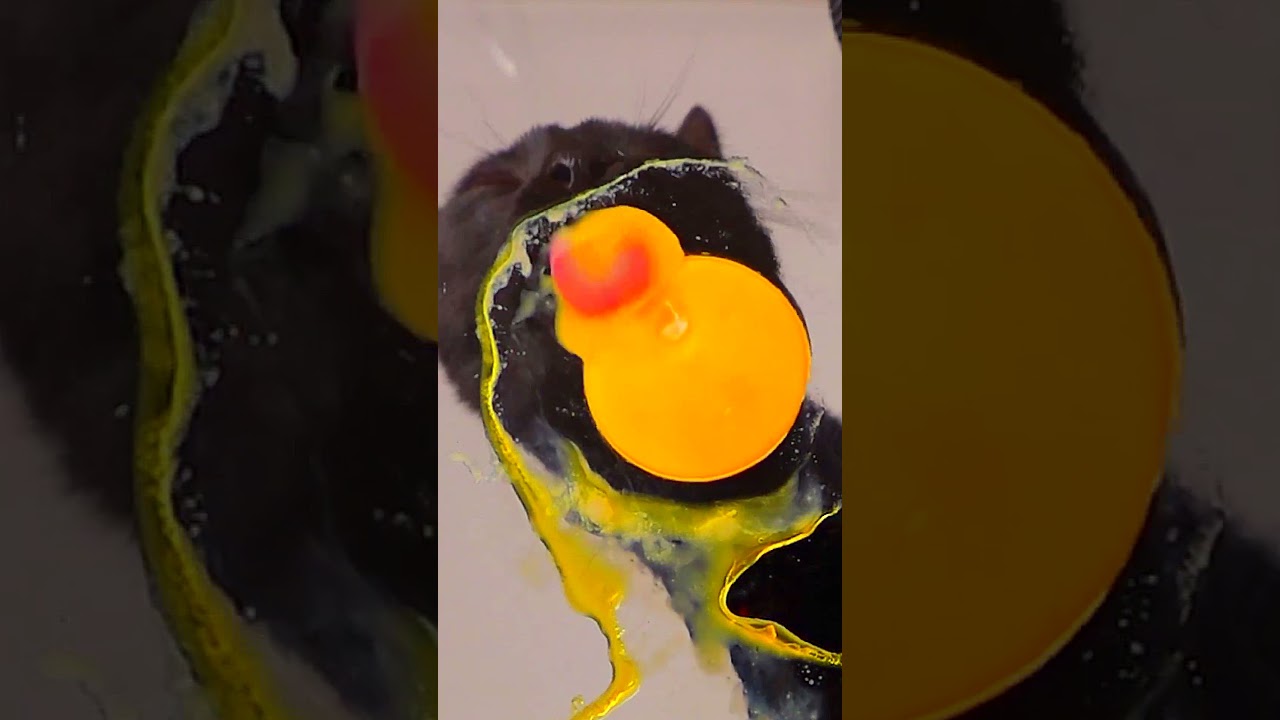 ASMR EGG YOLK 👅🐣