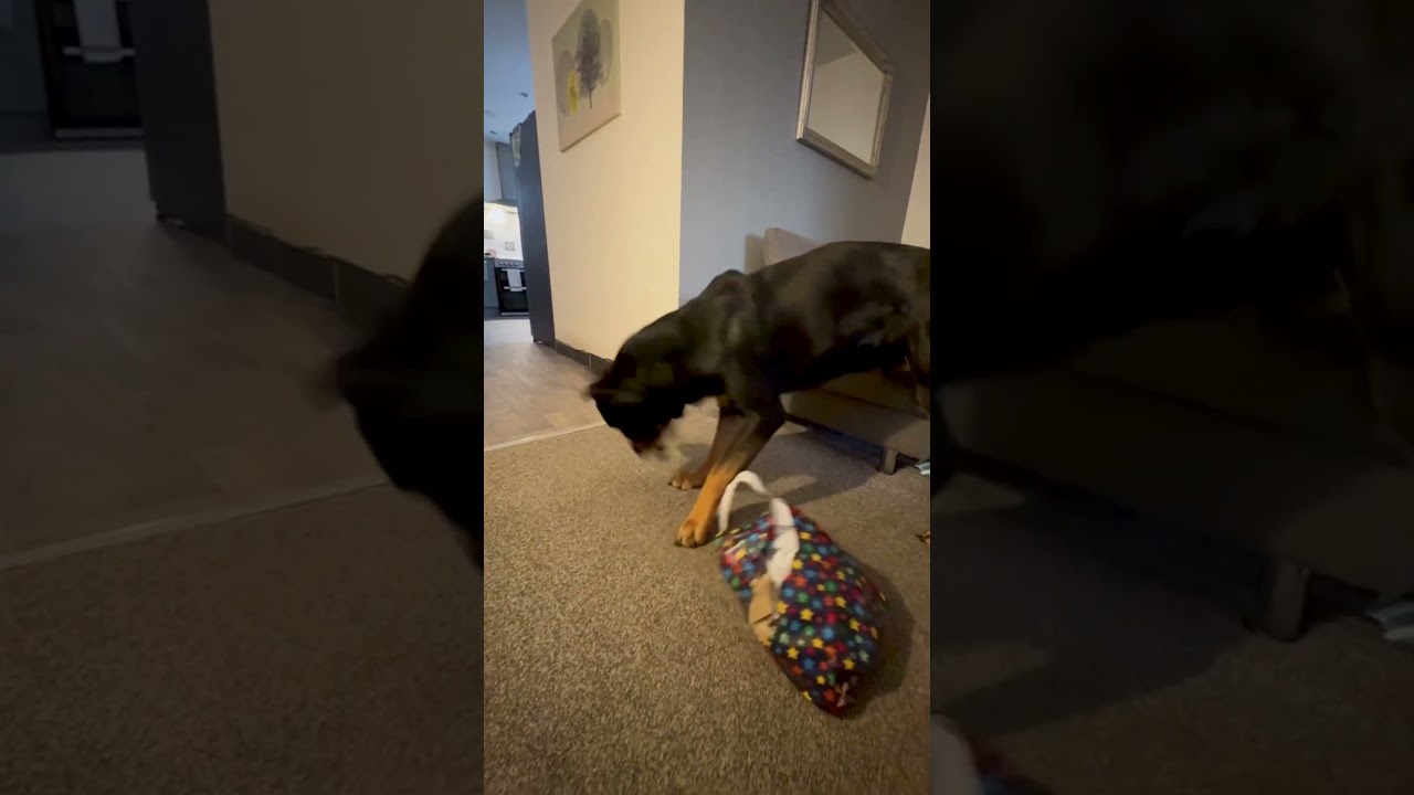 This trick is so gonna backfire at Christmas... 😅🎁🐕 #Dog #Gift #DogTraining