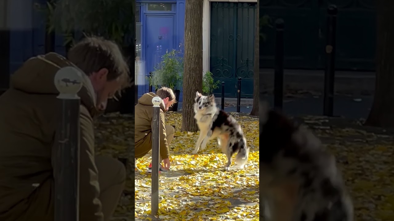 I Saw This Guy And His Dog Playing In The Leaves 🥹🥹