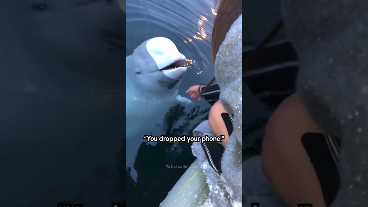 Beluga Whale Returns Woman's Phone From Ocean