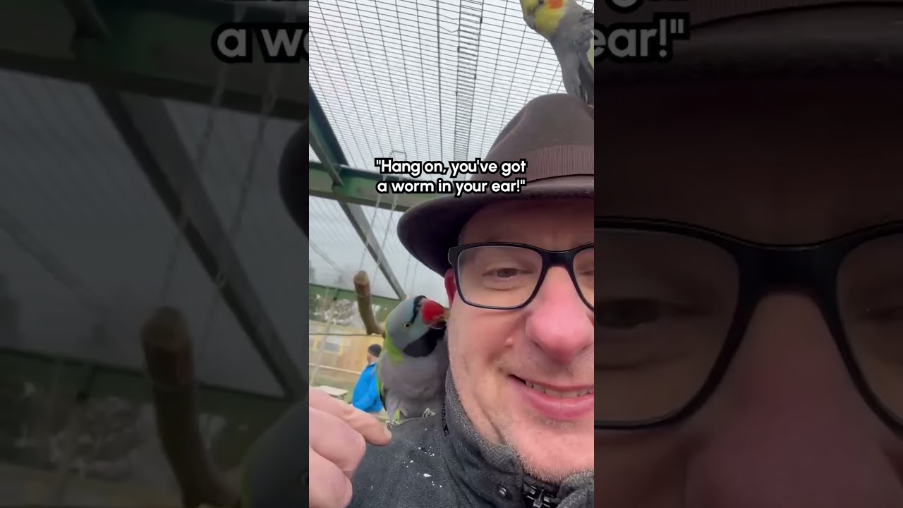 Bird Steals Hearing Aid Out Of Man's Ear