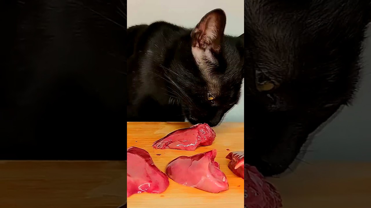CAT ASMR 🥩
