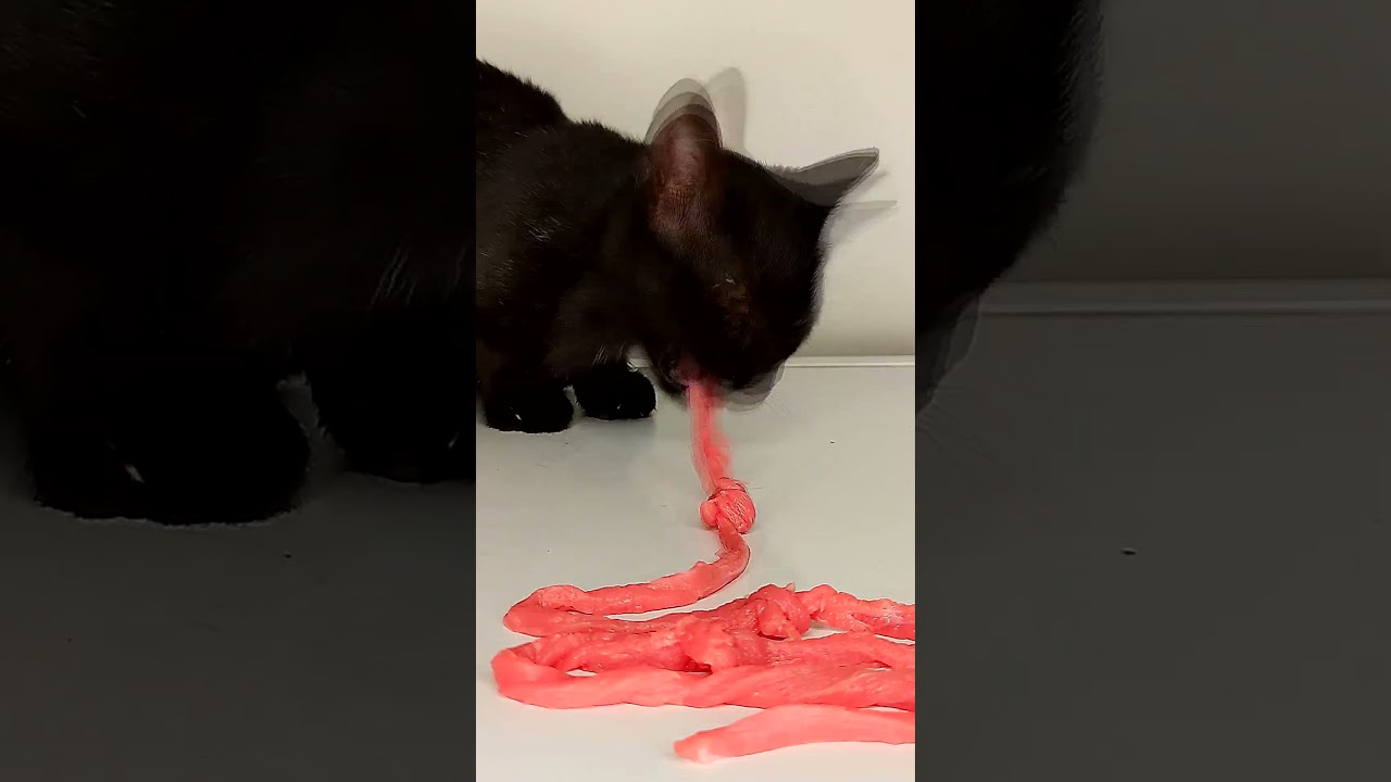 Cat Eating Beef 😺 #Shorts