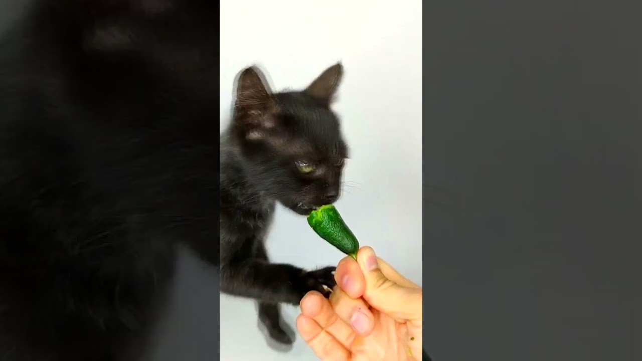 Cat Eating Cucumber 🥒