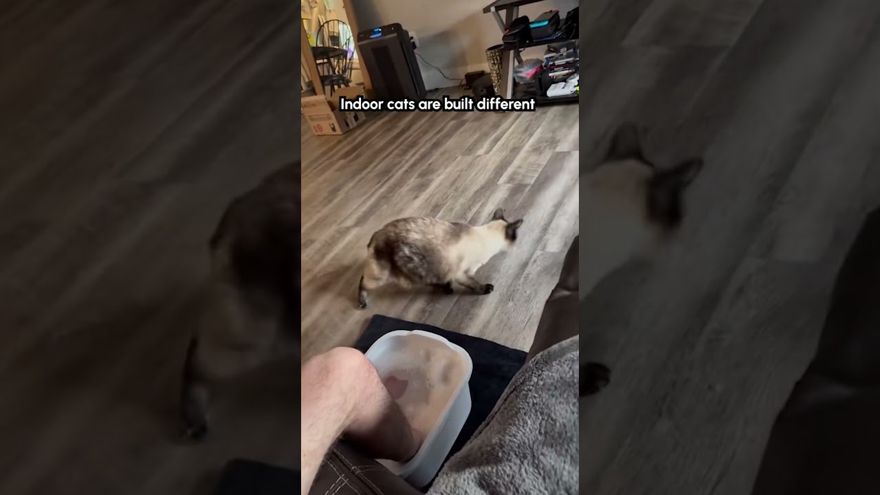 Cat Hilariously Falls Trying to Jumping on Toilet Seat