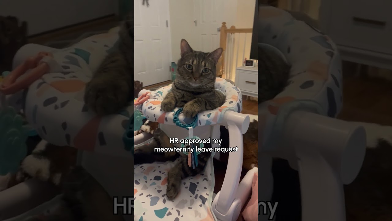 Cat Steals Baby Chair!