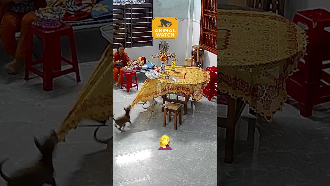 Caught On Camera | Funny Cats and Dogs