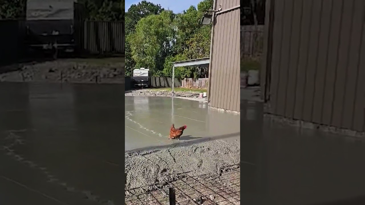 Chicken RUINS Fresh Concrete!