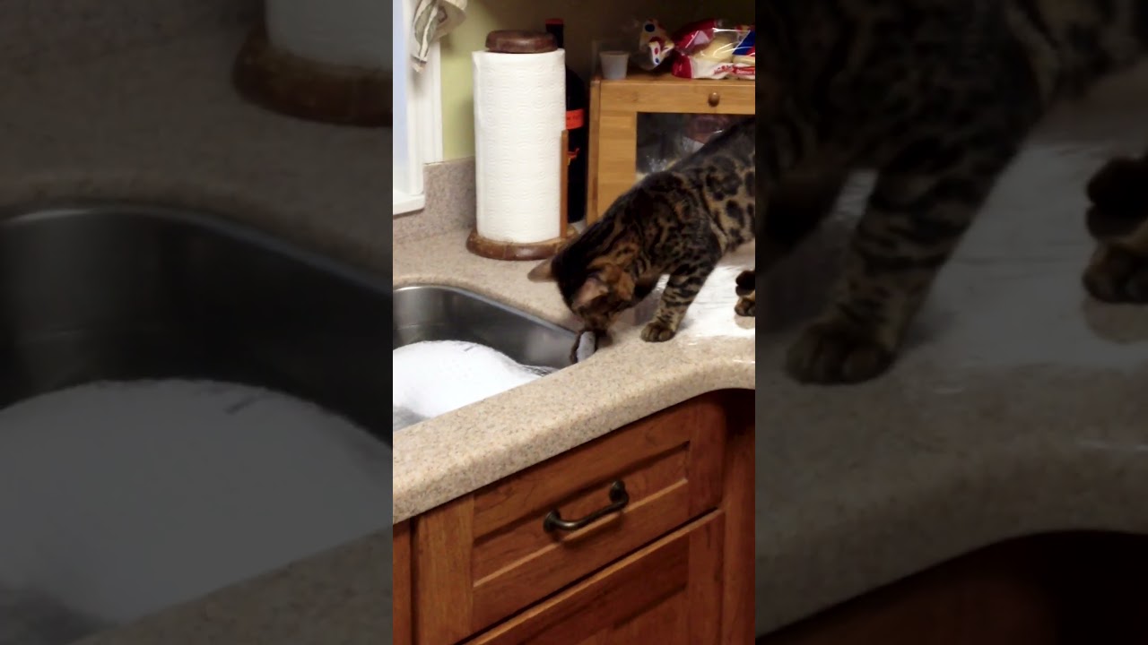 Clumsy Cat Tries Pulling Turkey Out Of Sink