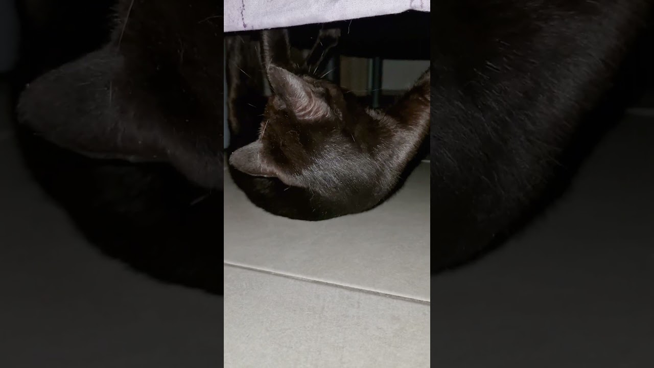 Crazy Cat Walks Adorable Upside-Down Under Bed