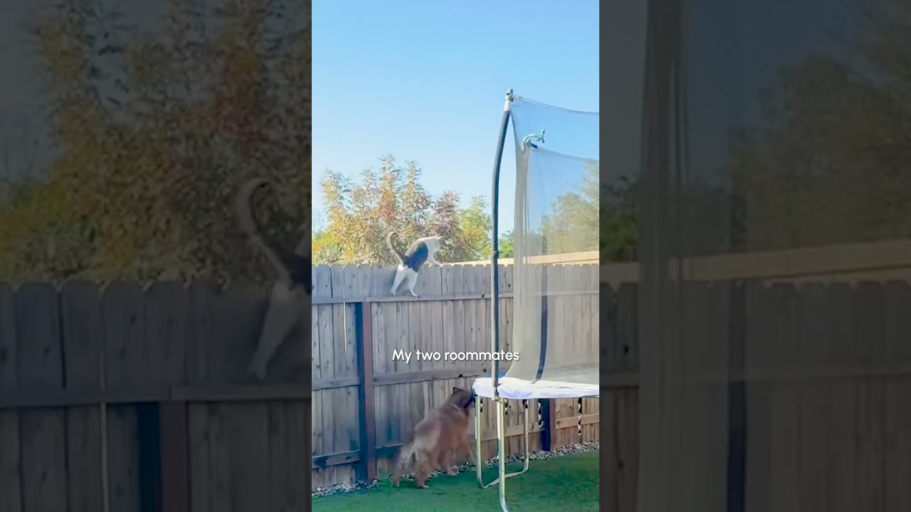 Crazy Cat Walks on Fence While Dog Follows Below