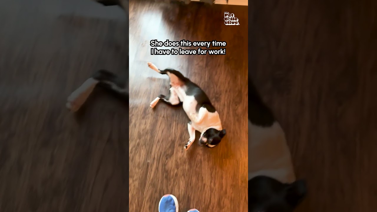 Cute Boston Terrier Refuses To Let Mom Leave For Work