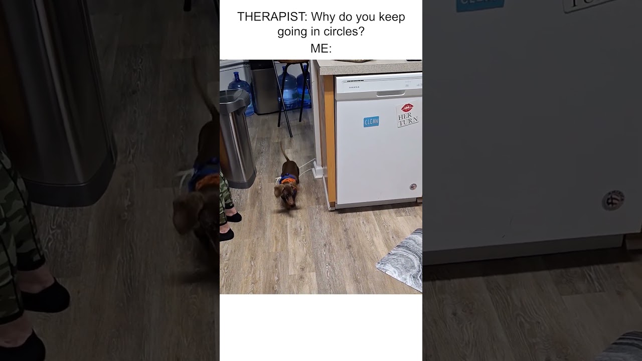 Dachshund Tries Chasing After Bone Tied To Rope