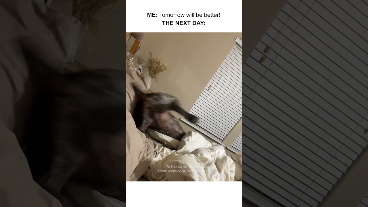 Everyday is a struggle 😅💥  #Dogs #DogLife #Fail #FunnyDogs