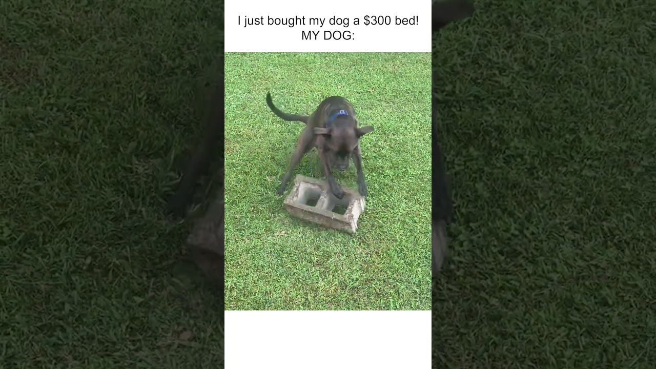 Does Loves Playing With Cinderblock In Backyard