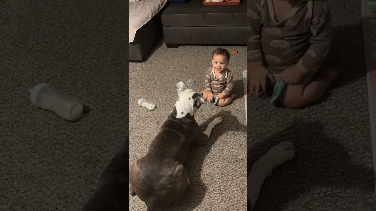 Dog and Toddler Adorably Play Together in Pure Joy