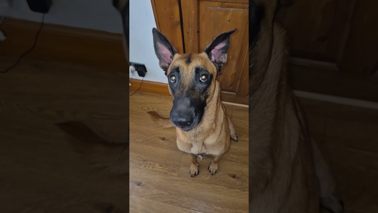 Dog Devours Steak in Single Bite!