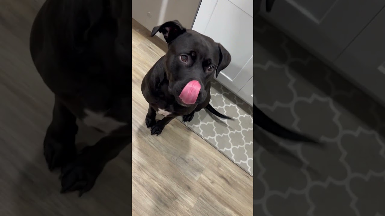 Dog Doesn't Understand What "Small Bite" Means