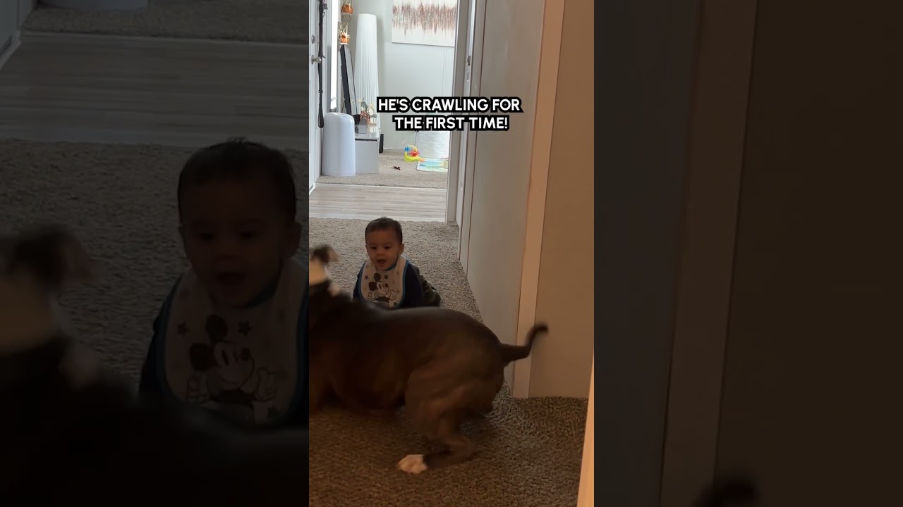 Dog Gets Excited Seeing Baby Crawl For The First Time