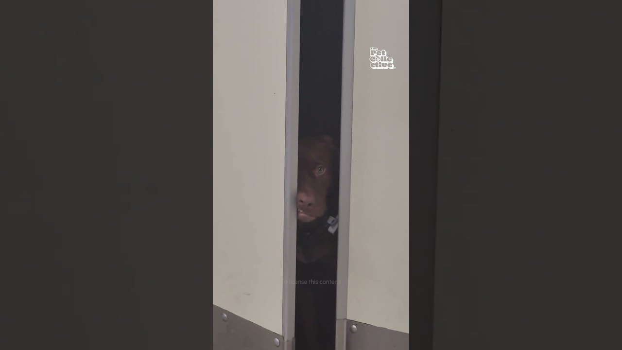 Dog Lurks Outside Kitchen After Smelling Bacon