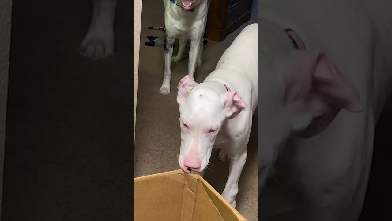 Dog Makes CRAZY Face