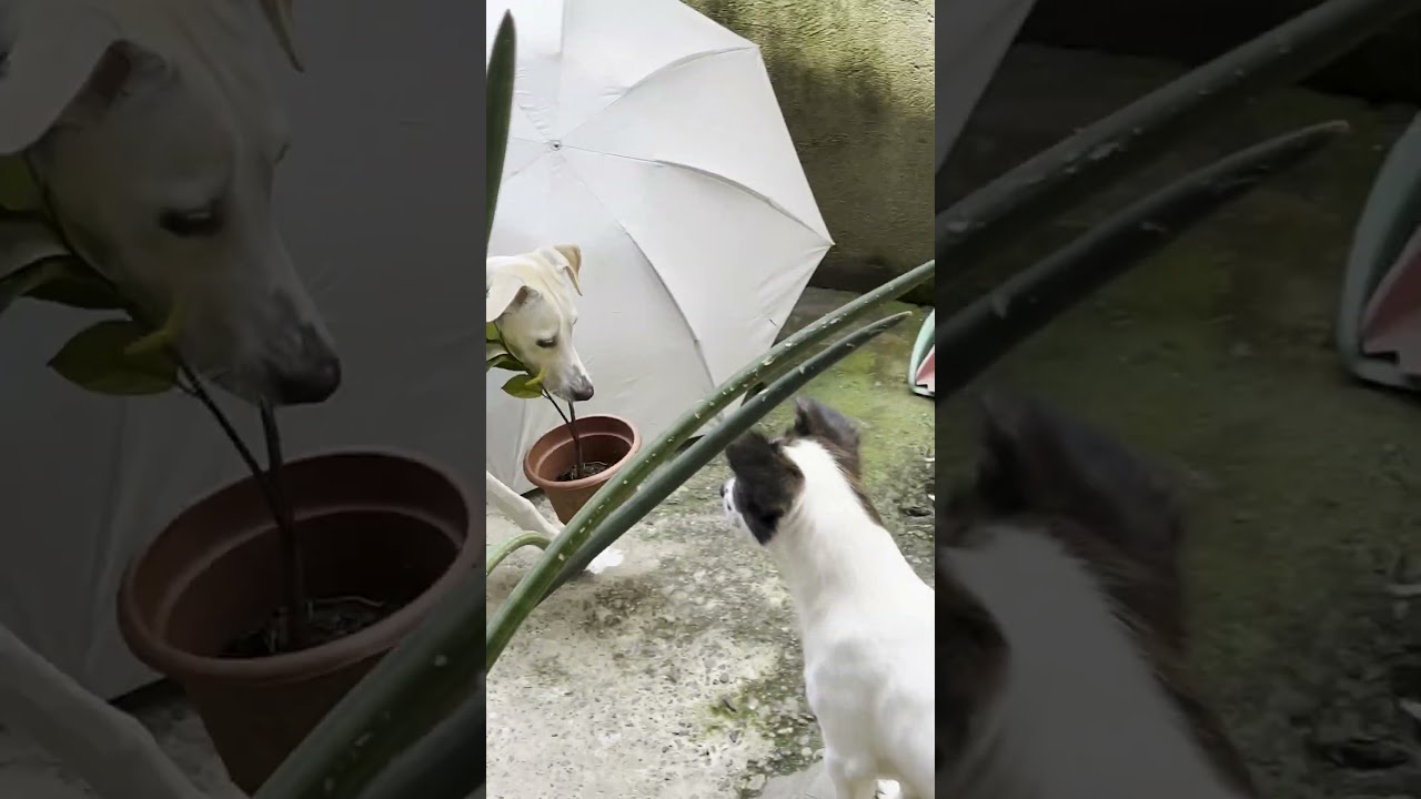 Dog Picks Her Favorite Plant