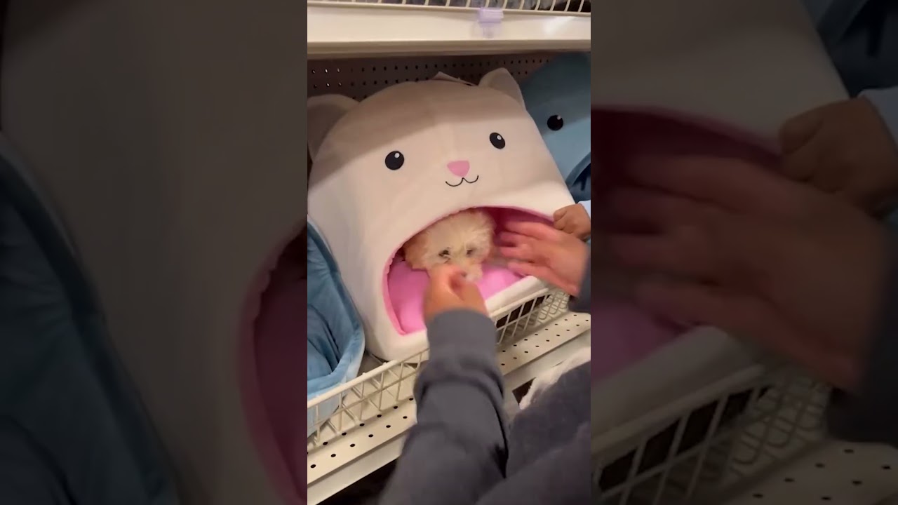 Dog Refuses To Leave Bed On Store Shelf