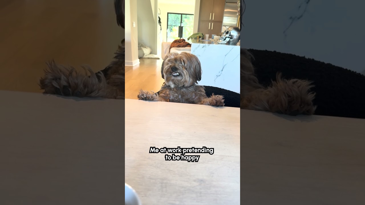 Dog Smiles When Asked