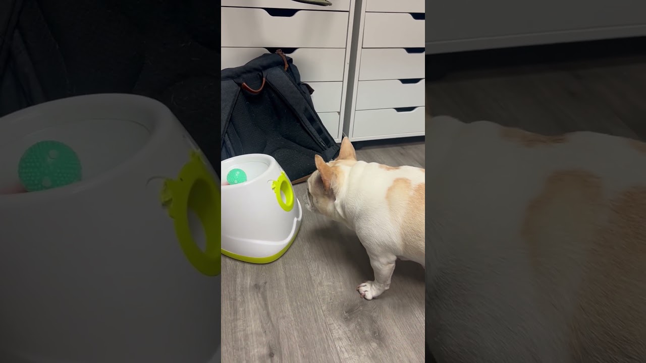 Dog Stands In Front Of Ball Launching Machine