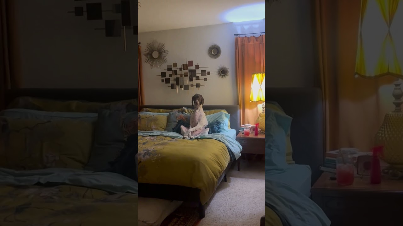 Dog Waits Up For People To Come Home